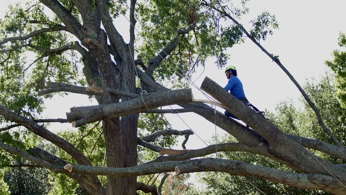 Professional Crown Thinning performed by certified arborists in Chitina