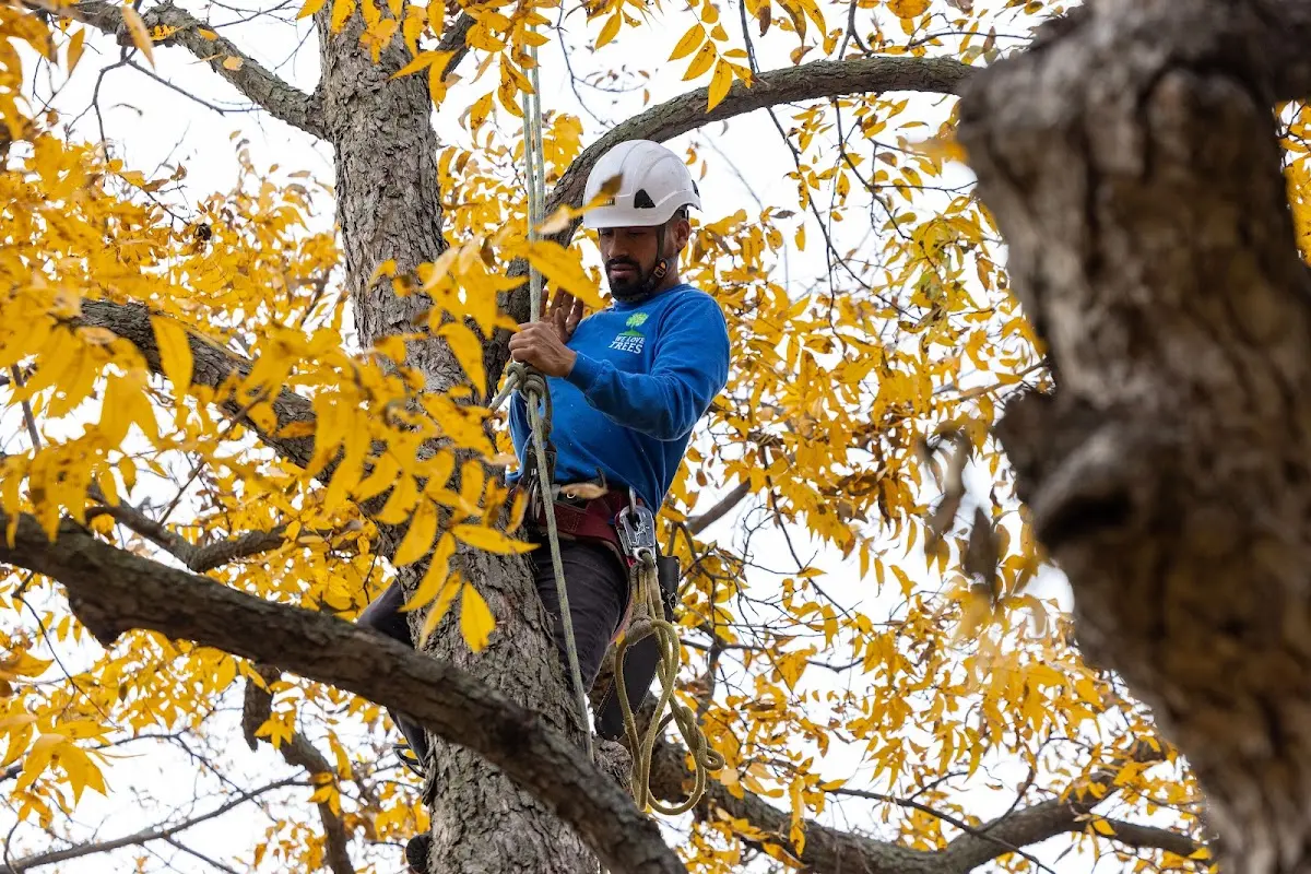 Skilled Tree Planing crew working in Chitina