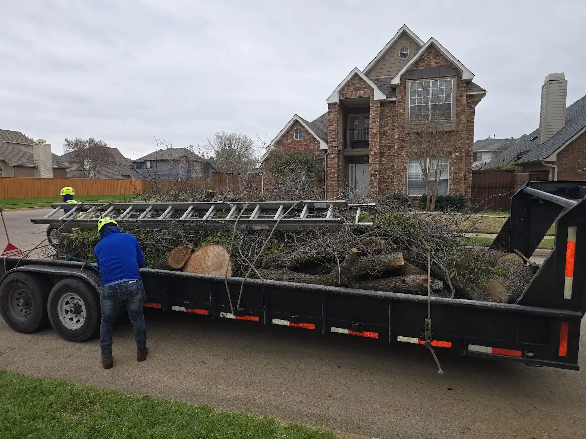Expert Tree Removal with proper safety equipment in Chitina